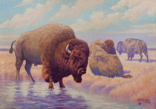 Buffalo